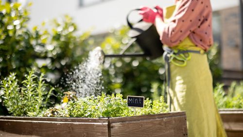  Incredibly Useful And Super Easy To Grow Kitchen Herb Plants Your Garden Needs